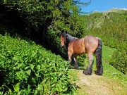 16 bell'esemplare di cavallo...